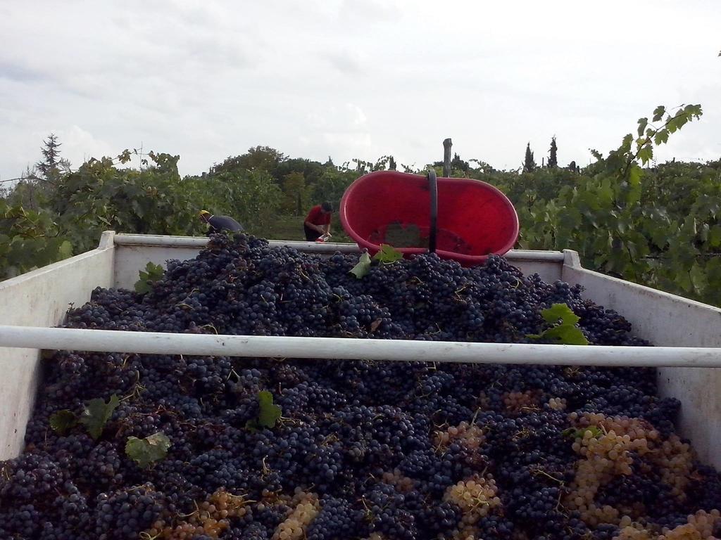 Rignano sullʼArno Agriturismo La Querce חדר תמונה