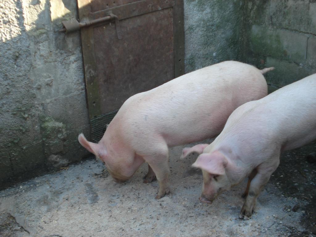 Rignano sullʼArno Agriturismo La Querce חדר תמונה