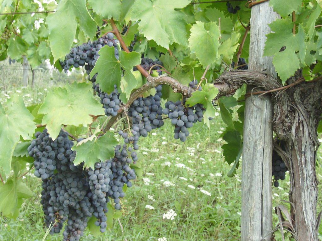 Rignano sullʼArno Agriturismo La Querce מראה חיצוני תמונה